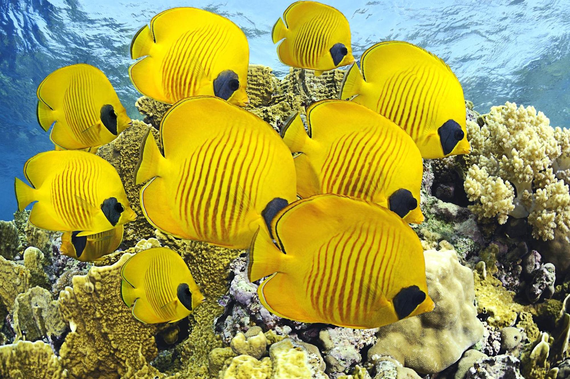 Roxon Red Sea Eilat - Adults Only Hotel Eksteriør billede